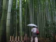 gal/Autour de Tokyo/Kamakura/_thb_105_0531.jpg